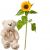 Send A-Small-Sun-1-sunflower-with-teddy-bear-white to Switzerland