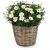 Send Airy-Light-potted-marguerite to Liechtenstein