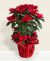Send Albero-di-stelle to Italy