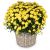 Send Autumn-Magic-yellow-chrysanthemums-Mid to Austria
