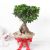 Send Bonsai-Plant-in-Jute-Wrapping-with-Plastic-Planter to India