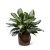 Send Chinese-Evergreen to Canada