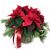 Send Christmas-Dream-poinsettia-Min to Liechtenstein