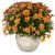 Send Chrysanthemum-orange-in-a-cachepot to Liechtenstein