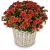 Send Chrysanthemum-red-in-a-basket to Liechtenstein
