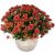 Send Chrysanthemum-red-in-a-cachepot to Liechtenstein