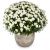 Send Chrysanthemum-white-in-a-cachepot to Liechtenstein