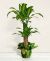 Send Dracena-Plant to Italy