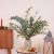 Send Eucalyptus-bunch to Portugal