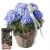 Send Hydrangea-blue-with-Heart-and-Minor-Split-in-trendy-gift-tin to Switzerland