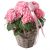 Send Hydrangea-pink-with-Heart to Switzerland