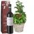 Send Italian-Feeling-basil-tomato-plant-with-Ripasso-Albino-Armani-DOC-75cl to Liechtenstein