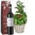 Send Italian-Feeling-basil-tomato-plant-with-Ripasso-Albino-Armani-DOC-75cl to Switzerland