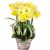 Send Jardin-Special-Grand-mothers-Day to Luxembourg