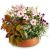 Send Loving-Outdoor-Flower-Bowl to Austria