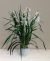 Send Mini-Cymbidium to Italy