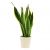 Send Sansevieria-Mid to Austria