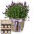 Send Scented-Summer-Greeting-potted-lavender-with-honey-gift-set to Switzerland