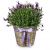 Send Scented-Summer-Greeting-potted-lavender to Liechtenstein