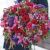 Send Showstopper-Classic-Christmas-Bouquet to Ireland
