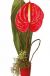 Send Single-Flower to New Zealand