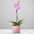 Send Single-Plant to United Kingdom