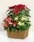 Send Stelle-di-Natale to Italy