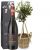 Send Summer-Dream-miniature-olive-tree-with-Amarone-Albino-Armani-DOCG-75cl to Switzerland