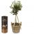 Send Summer-Dream-miniature-olive-tree-with-Gottlieber-cocoa-almonds to Liechtenstein