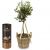 Send Summer-Dream-miniature-olive-tree-with-Gottlieber-cocoa-almonds to Switzerland