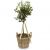 Send Summer-Dream-miniature-olive-tree to Switzerland