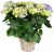 Send Vintage-Charm-blue-hydrangea to Liechtenstein