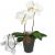 Send White-Dream-orchid-with-Swarovski-crystal-heart-Min to Switzerland