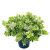 Send veronica-plant to Luxembourg