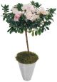 Send Azalea-Plant-Min to Greece