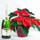 Send Poinsettia-Plant-and-Sparkling-Wine to Hungary
