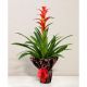 Send Guzmania to Romania