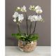 Send Orchid-in-glass-bowl to Romania