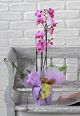 Send Pink-Phalenopsis-Plant to Italy