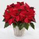 Send The-Red-Poinsettia-Basket-by-FTD-Large to El Salvador