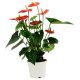 Send Anthurium to Benin