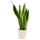 Send Sansevieria to Benin