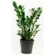Send Zamioculcas to Gabon