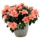 Send Azalea to Syria
