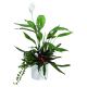 Send Island-Arrangement-of-Plants to Russia