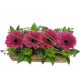 Send Gerberas-in-Box to Lesotho