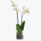 Send White-orchid-190512 to Norway