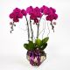 Send Royal-Prosperity-Purple-Phalaenopsis-Min to Singapore