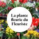 Send Plante-fleurie-du-fleuriste to France