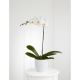 Send White-Orchid-Planter to Panama